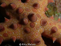 Shark & Jolanda reef - Ras Mohammed - Sharm el Sheikh by Rita Meloni 